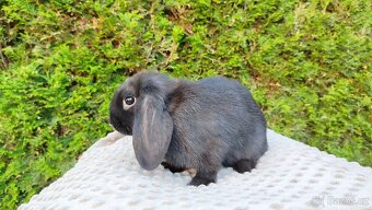 Zakrslý beránek, králíček králík -PEGGY - 16