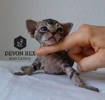 Devon rex - 16