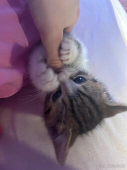 6 Rozkošných Koťátek (Máma Britka s PP x Pouliční Elegán) - 16