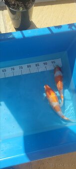 Prodam KOI pouze uznavane variery - 16