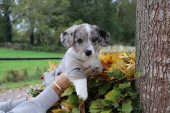 Welsh corgi cardigan s PP - 16