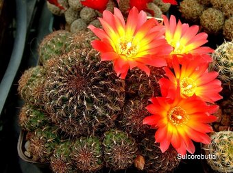 Semena kaktusů - 16