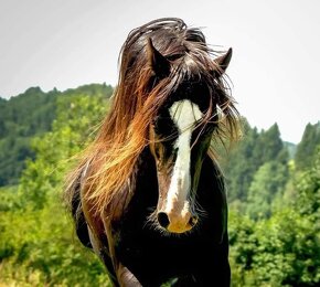 Připouštění Welsh cob - D - 16