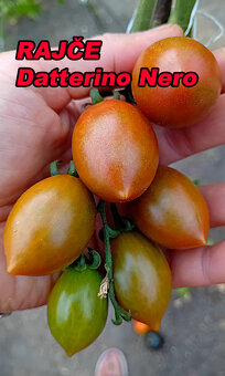 Semínka - rajčata, chilli, papriky, ačokča a další - 16