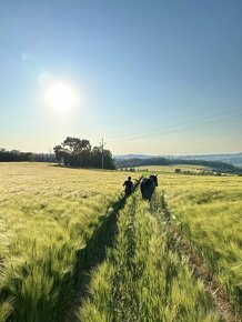 Pastevní trekové ustájení exit34 D1 STOP STAV - 16