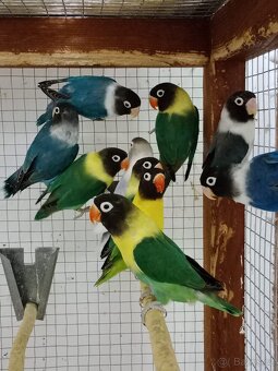 agapornis fischeri - 16