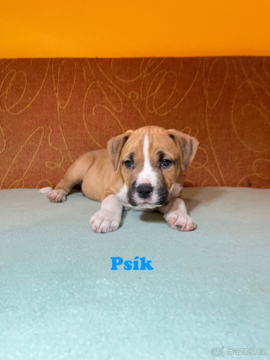 Americky Stafordšírský Terier šteniatka - 17