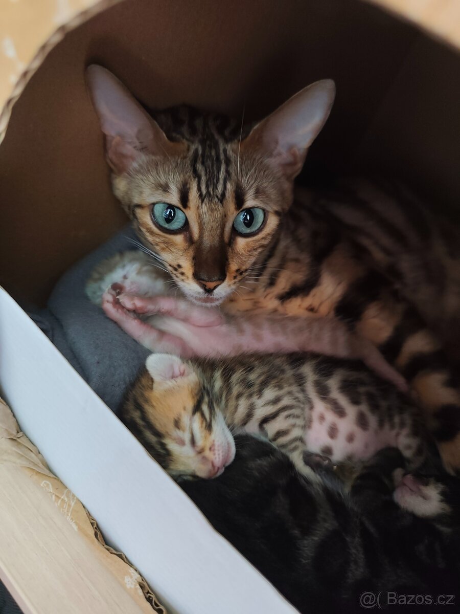 Bengálská kočička s PP - 17