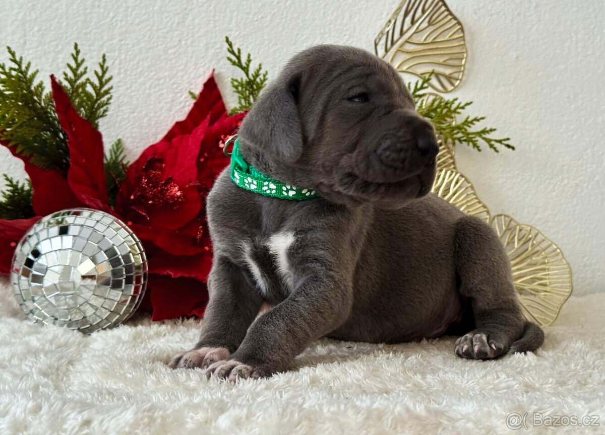 Německá doga modrá - 17