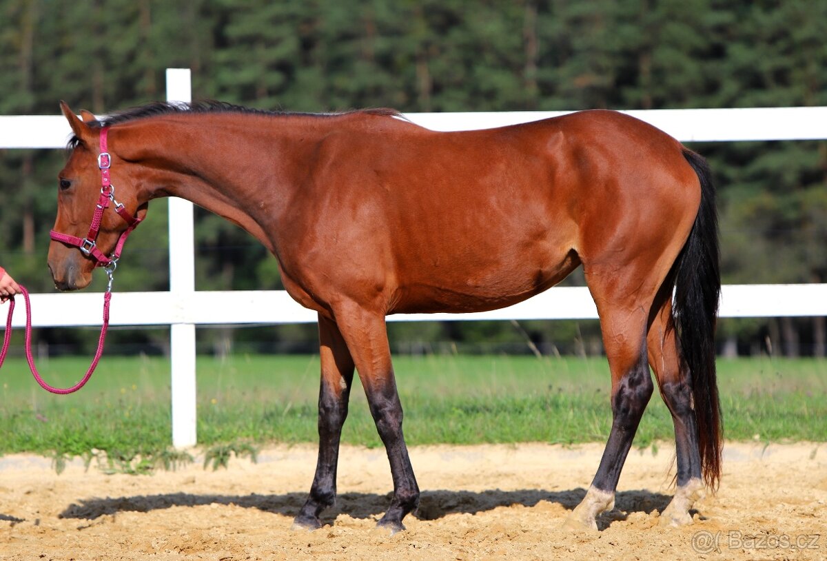 ____Klisna český teplokrevník___ - 17