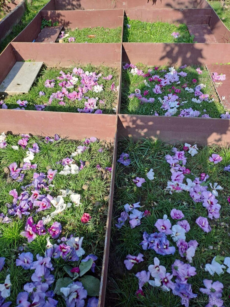 Suchozemské želvy + rozvoz a terária - 17