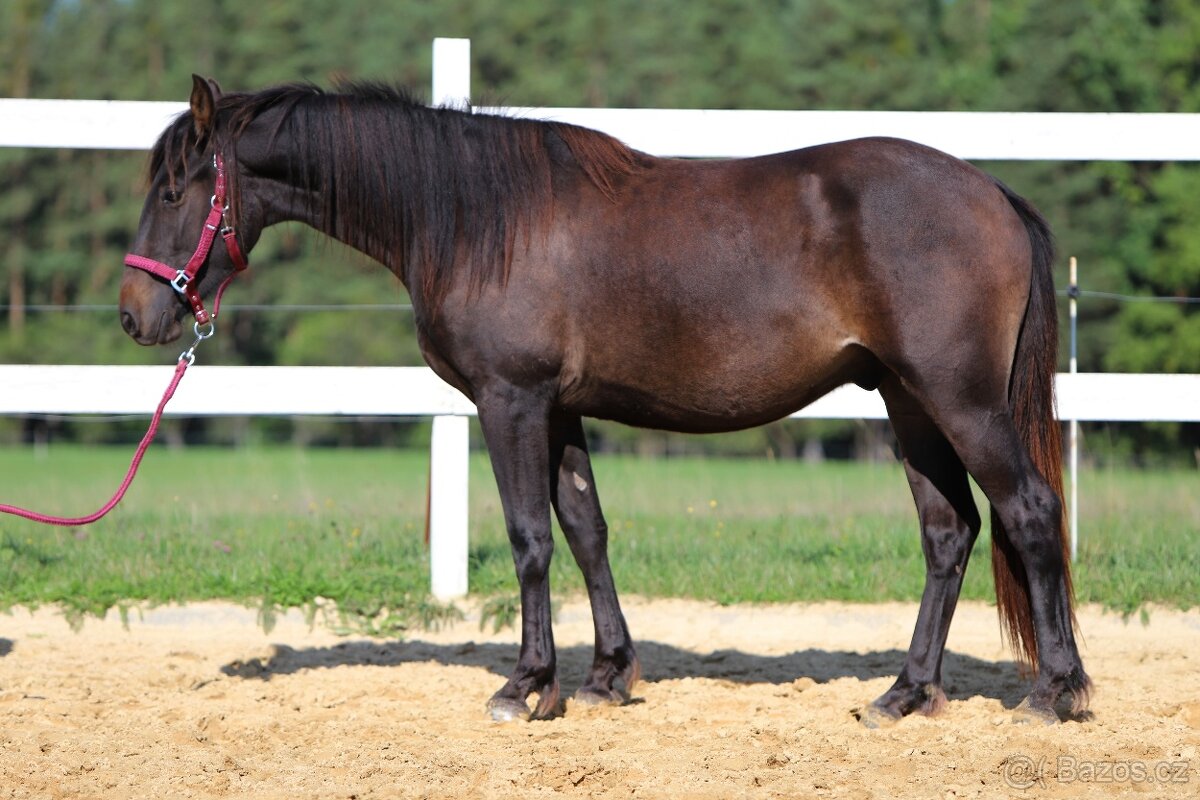 ______Valášek Barock pinto - Frís___ - 17