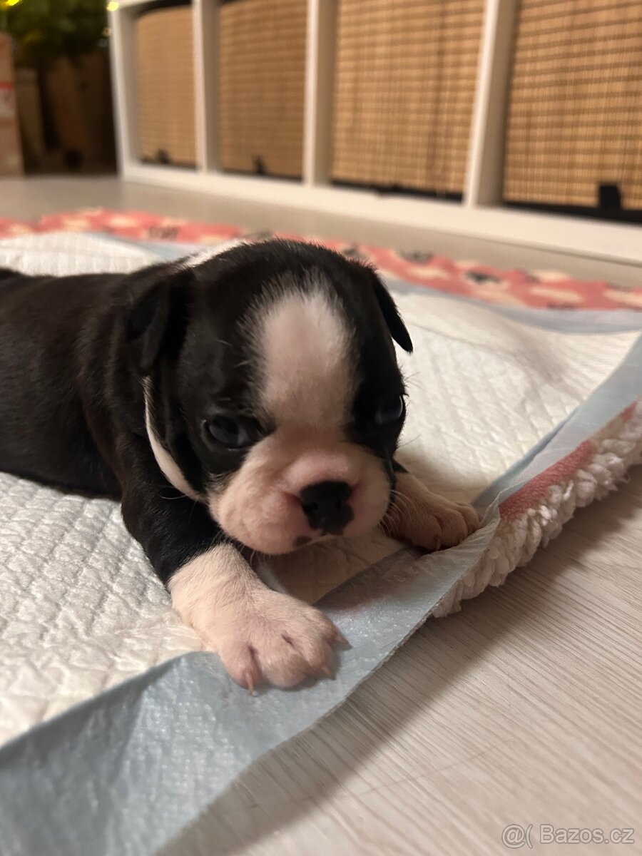 Bostonský teriér - 17