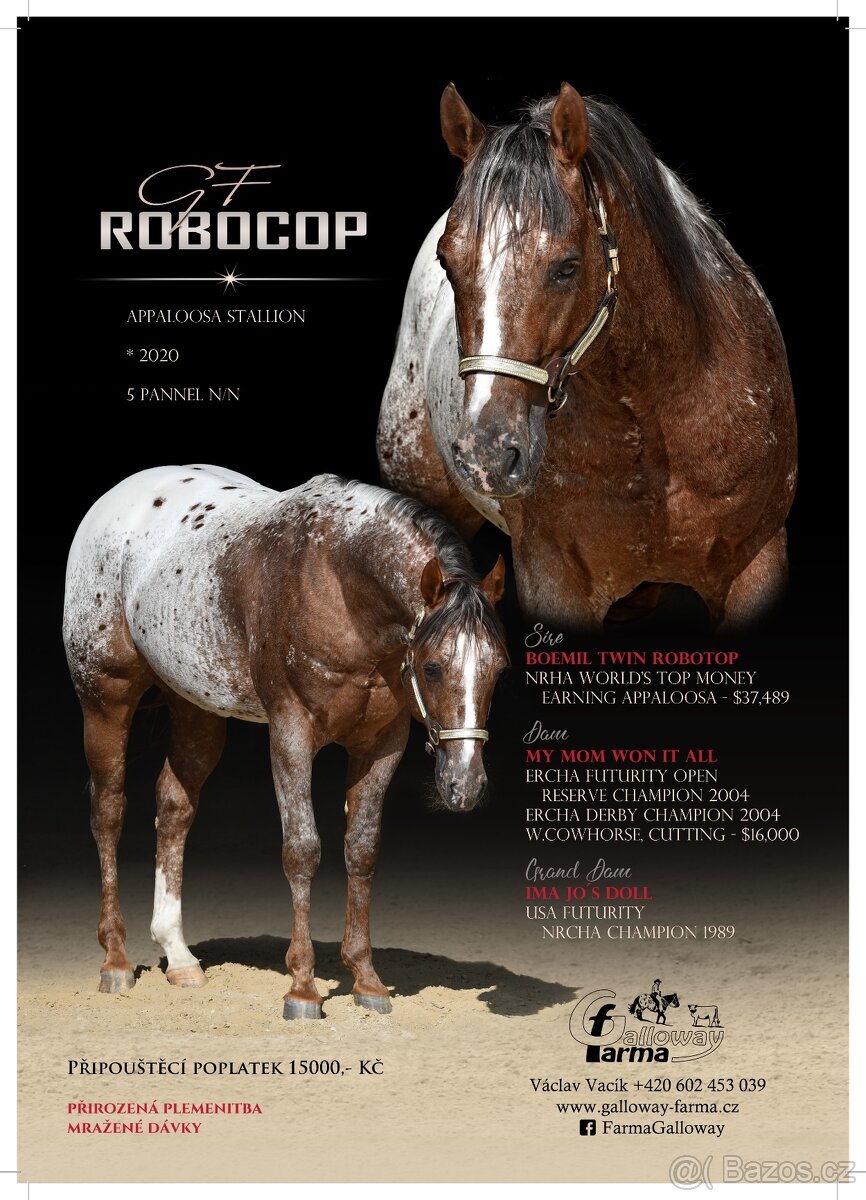 Appaloosa hřebeček - 17