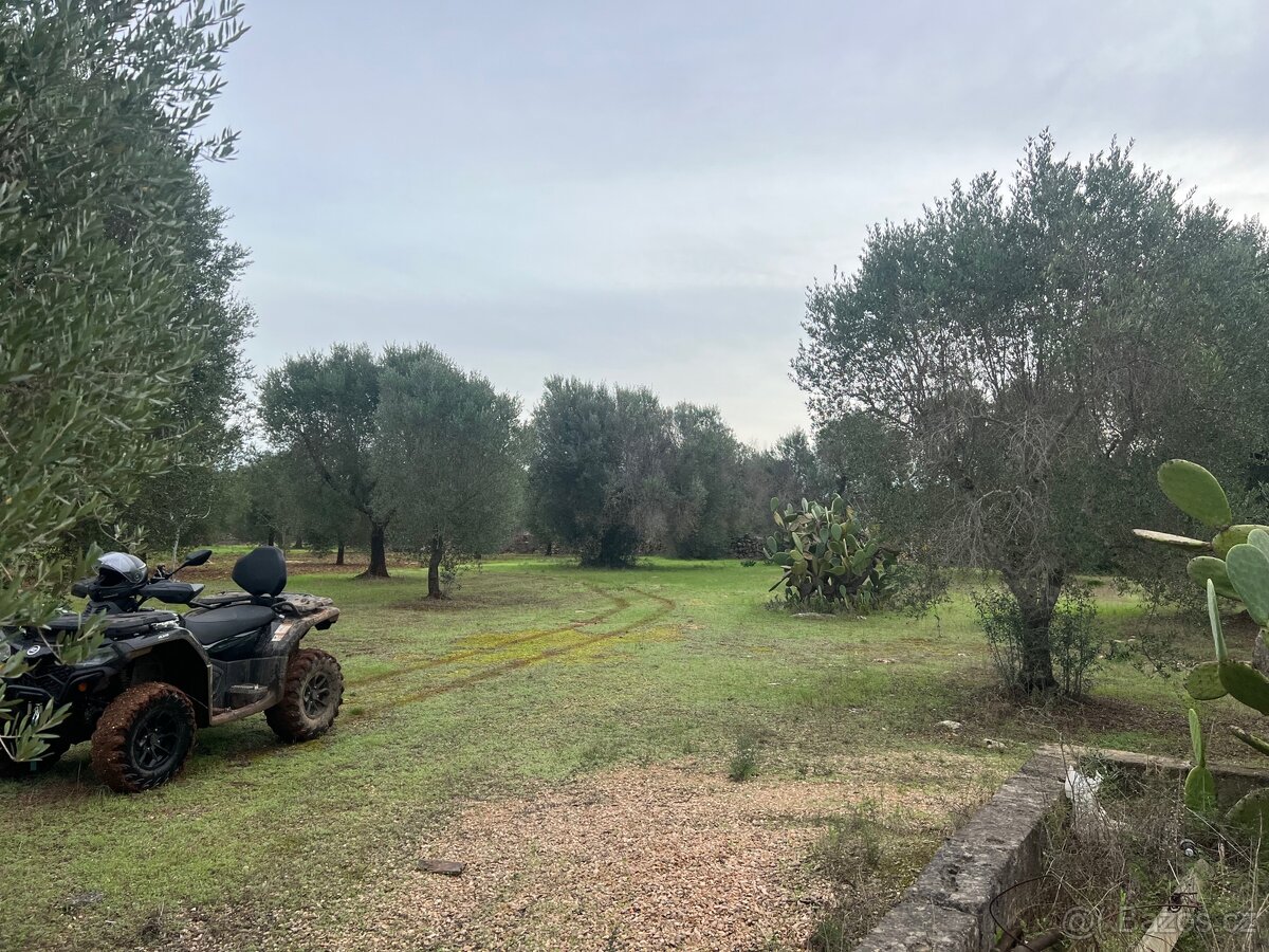 Olivový sad 9100m2 u moře - 17
