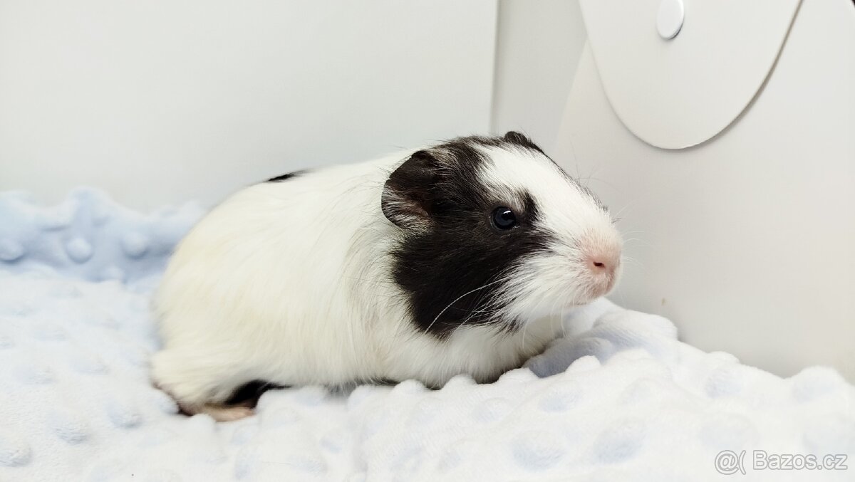 Morče, Morčata, Morčátko, Morčátka - BETTY - 17