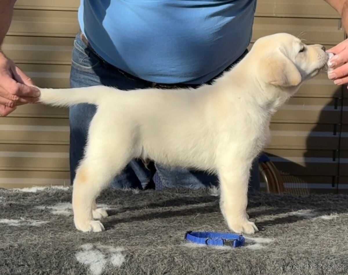 🐾 Labradorský retrívr s PP – štěňátka k odběru ihned 🐾 - 17