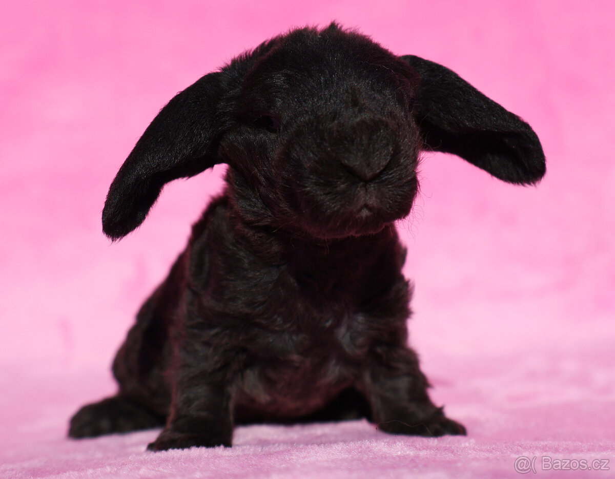 Zakrslí beránci s VP . Samičky . - 17