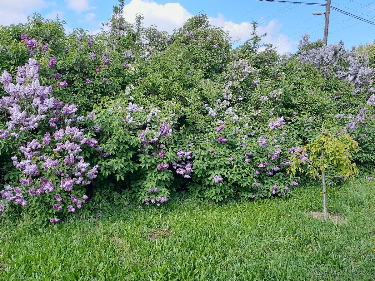 Novostavba RD, 4+kk, přístřešek pro 2OA, pozemek 3 522m2 - 17