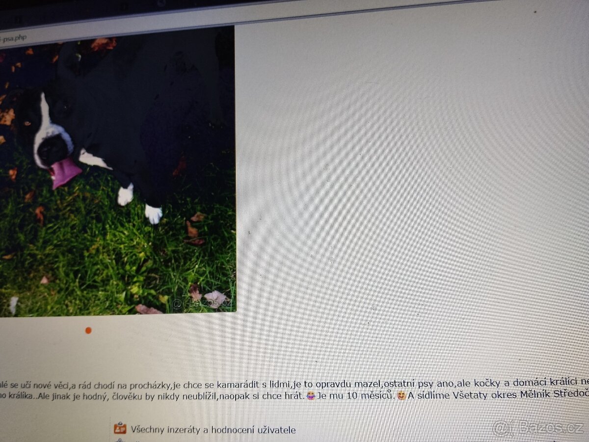 Pozor Pitbulové, kteří jsou útoční - 17