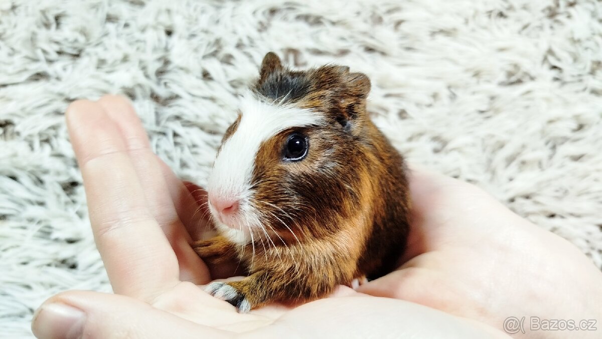 Morče, Morčata, Morčátko, Morčátka - JACOB A JAMES - 17