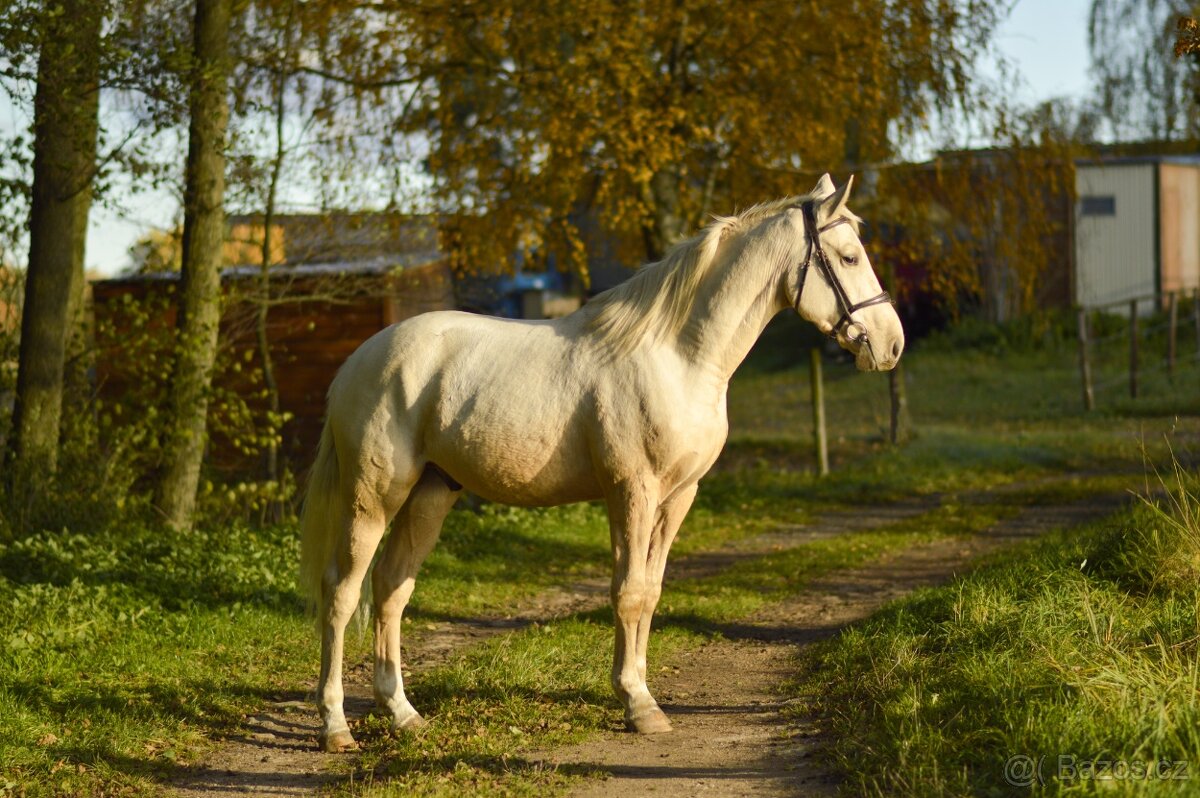 Charakterní a jednoduchý valach - 17