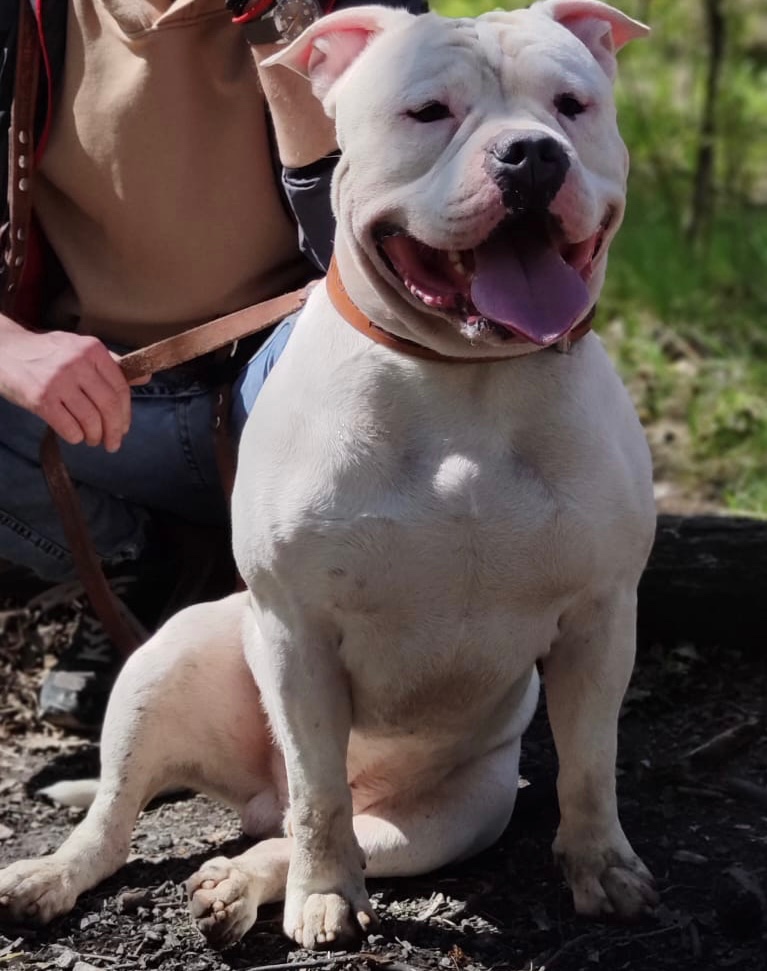 Krytí American Bully standard - 17