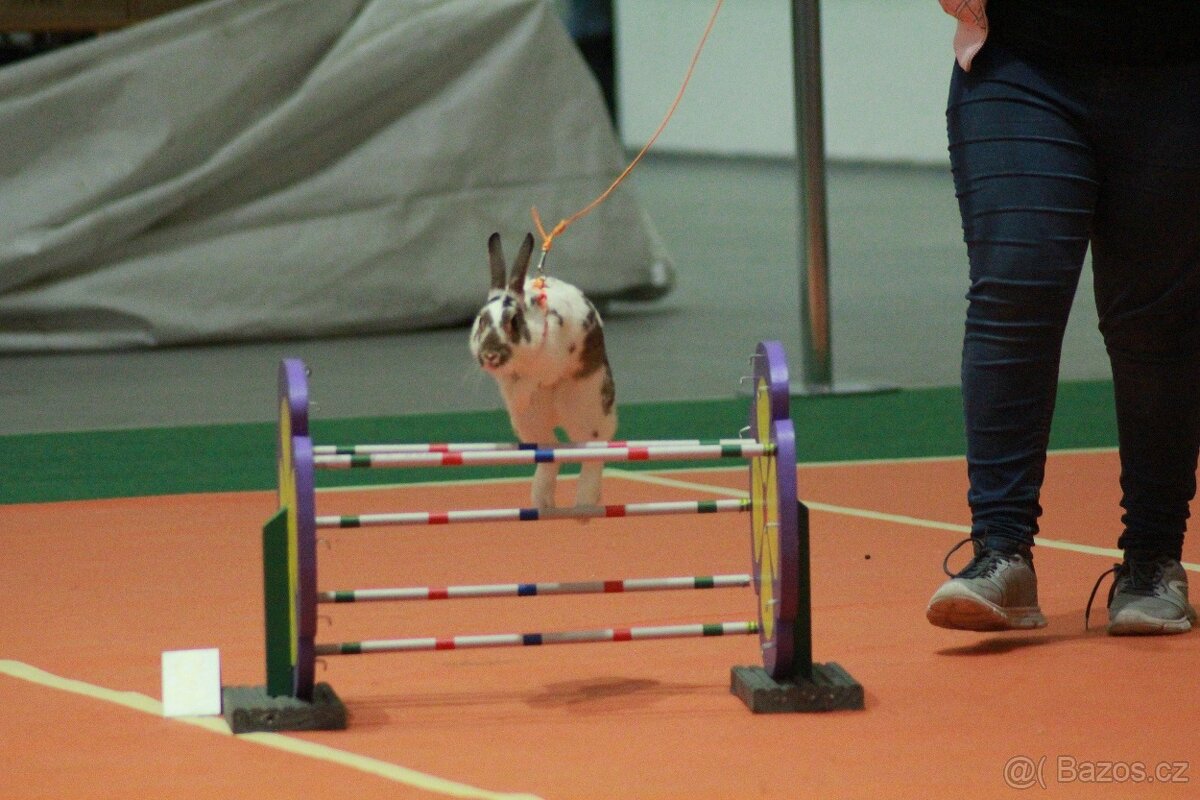 Předvedení králičího hopu - 17