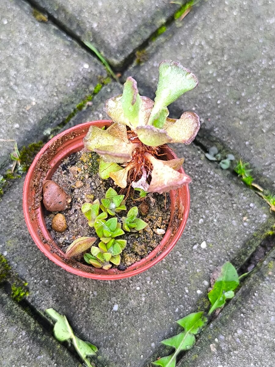 Sukulenty,kaktusy - 17