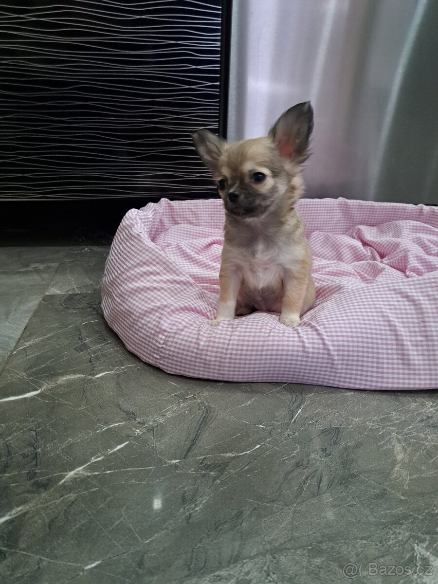 Čivava štěňátka fenečky - 17