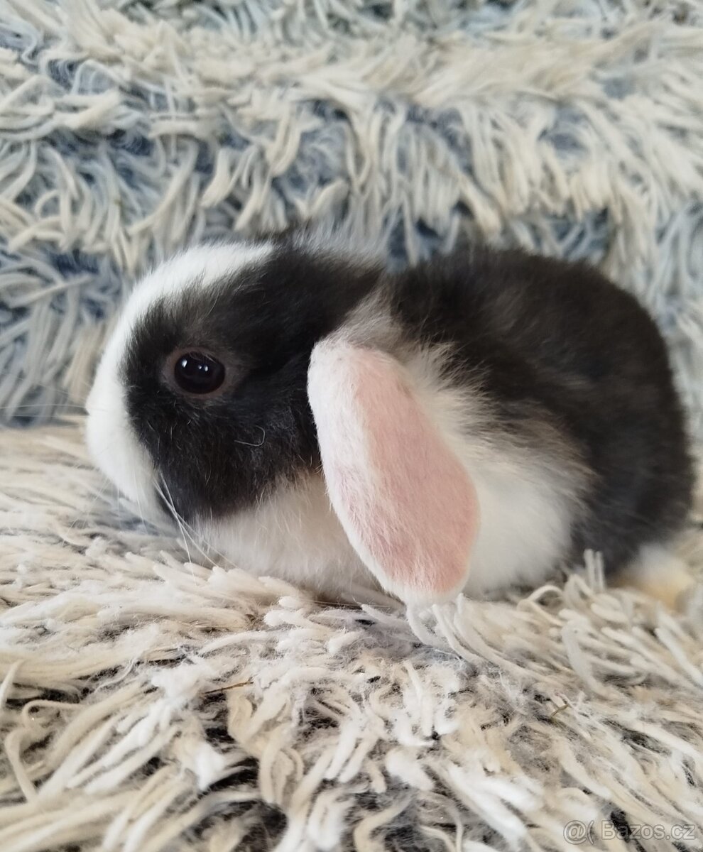 Minilop - anglický zakrslý beránek s VP - 17