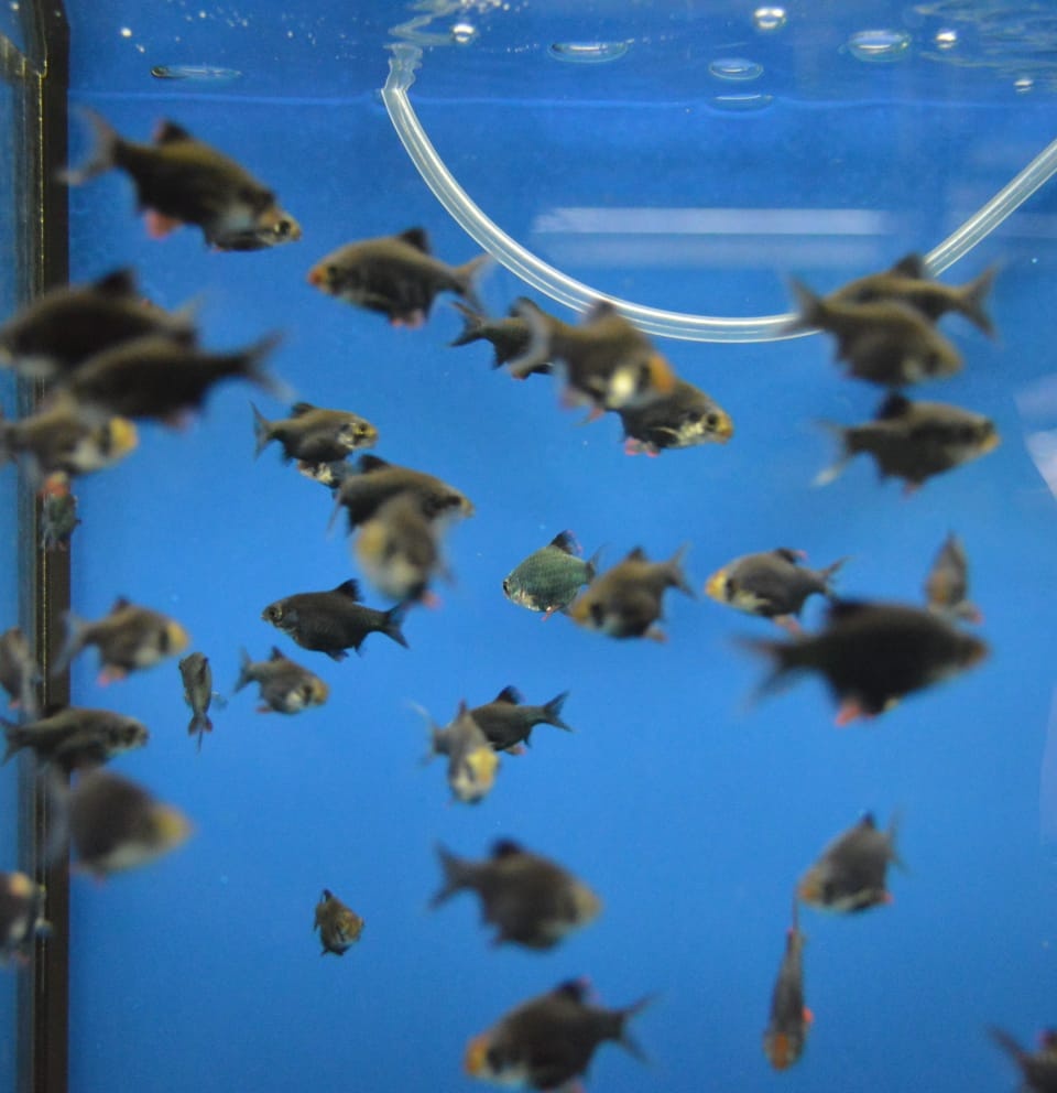 Akvarijní rybičky různé druhy - 17