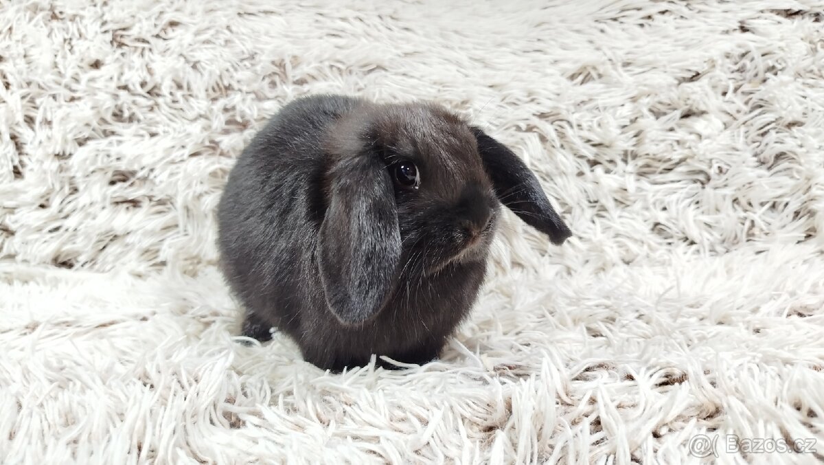 Zakrslý beránek, králíček, králík - BIBI - 17