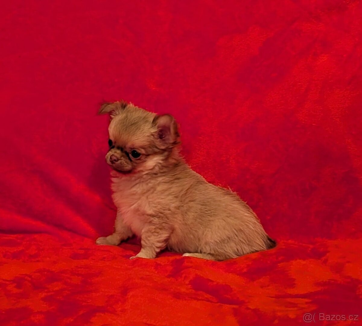 Čivava dlouhosrstá s PP- pejsci a fenky - 17