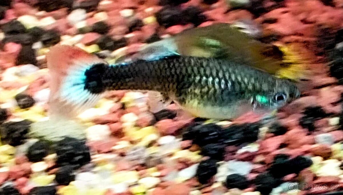 Paví očka Guppky Prachaticko - 17