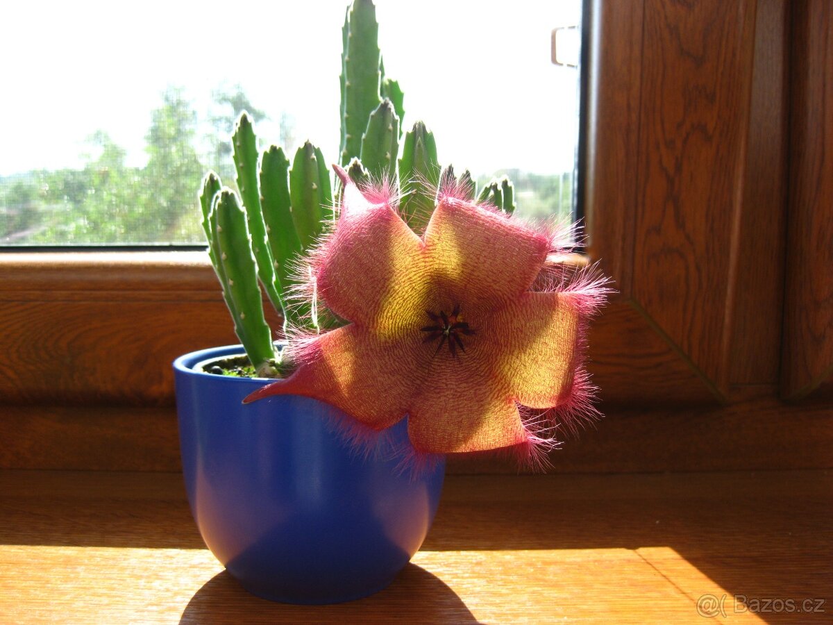 Kaktusy a sukulenty 30 Kč za kus - 17
