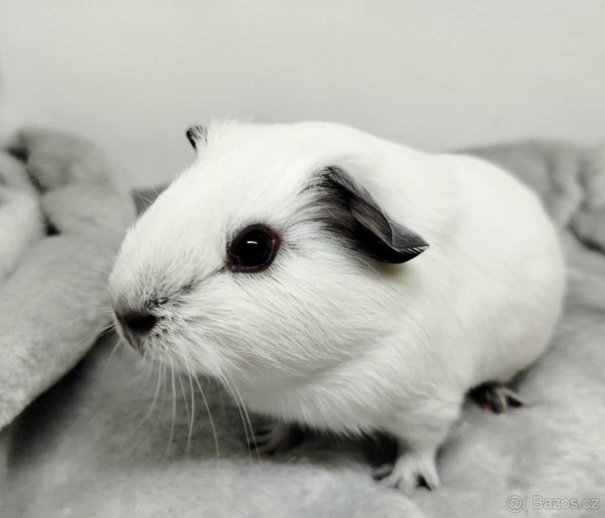 Morče, Morčata, Morčátko, Morčátka - JIN A JANG - 17