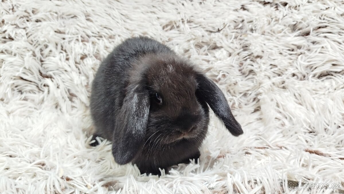 Zakrslý beránek, králíček, králík - BIBI - 17