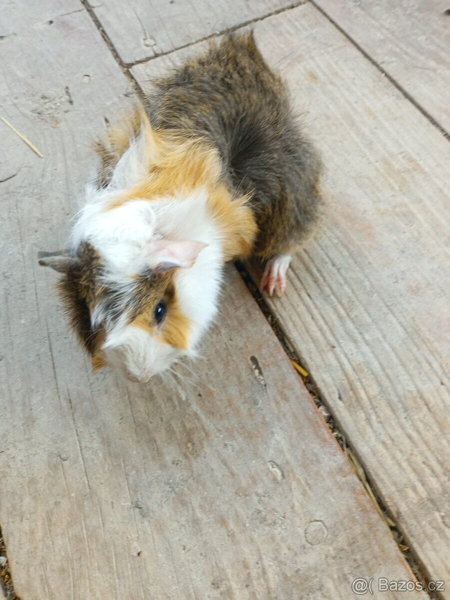 Morčata - samečci - 17