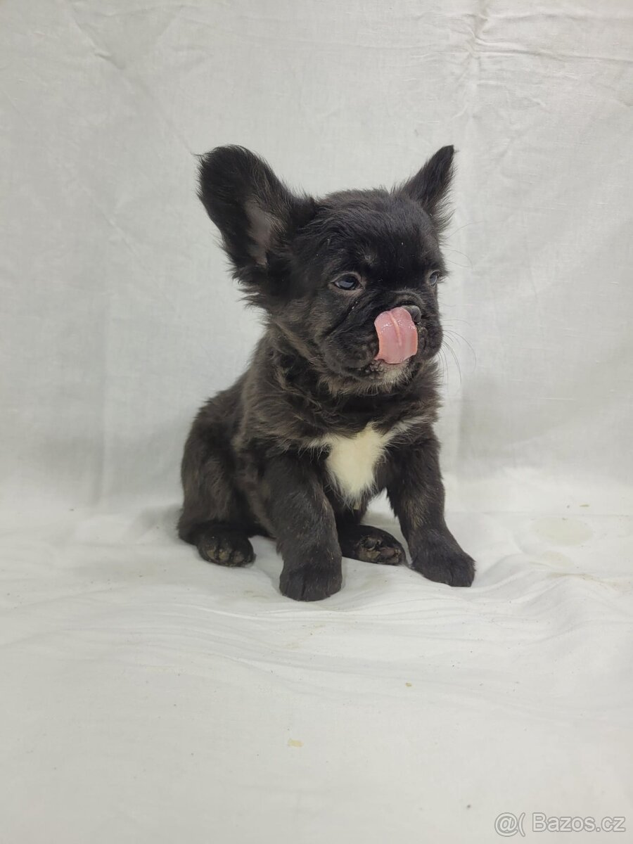 Francouzský buldoček - 17