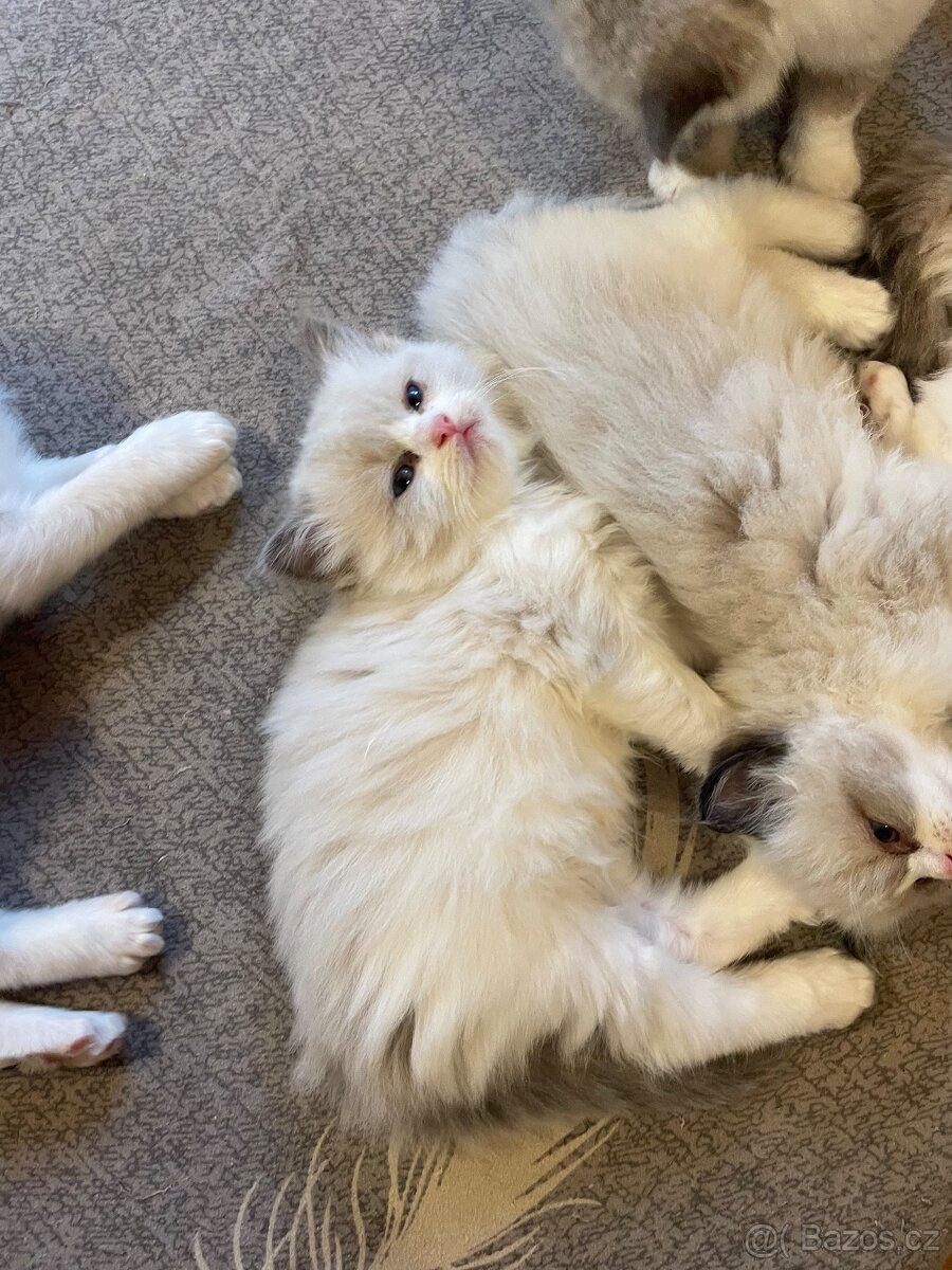 Ragdoll koťata s PP - 17