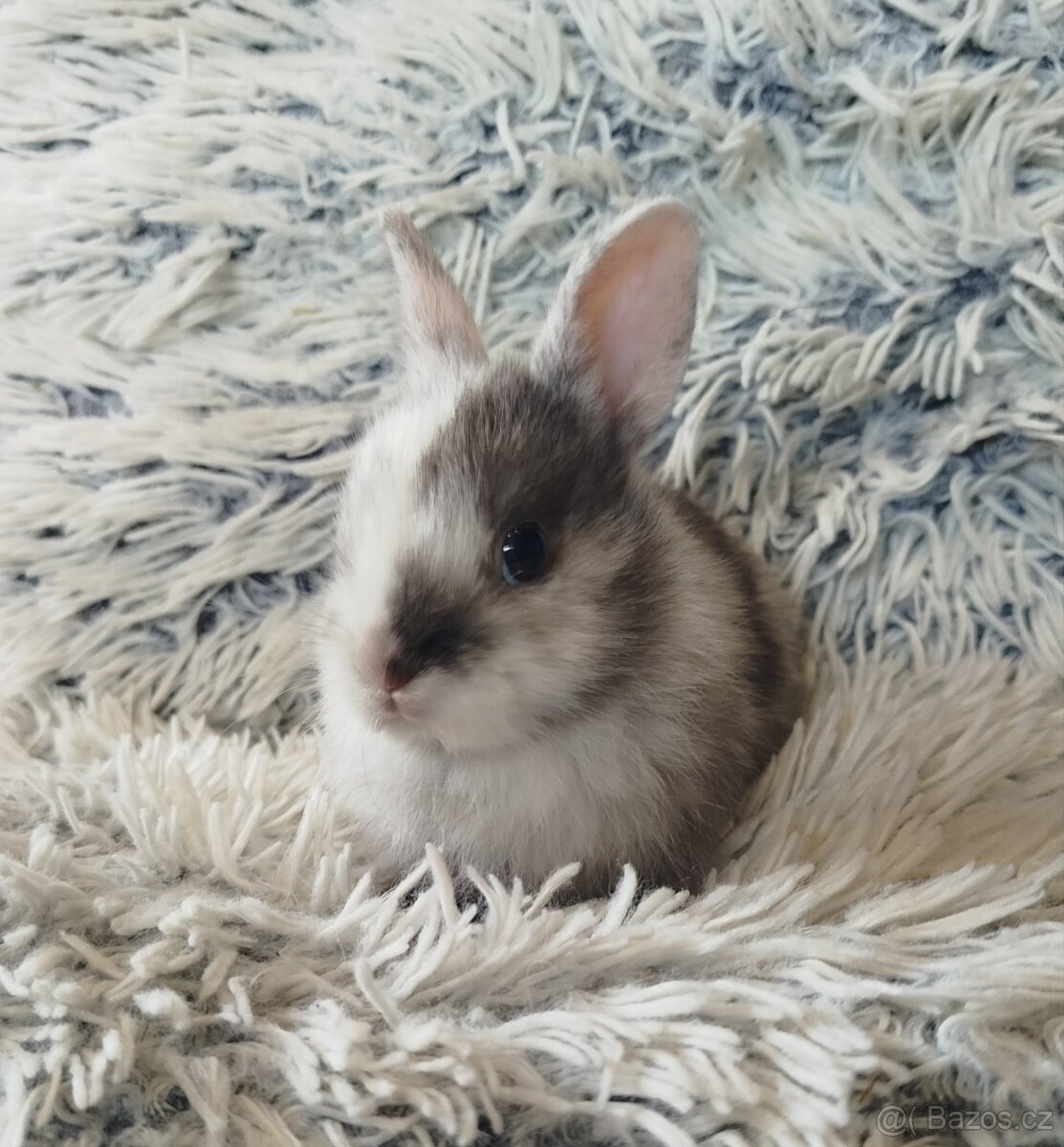 Zakrslý králík - 17