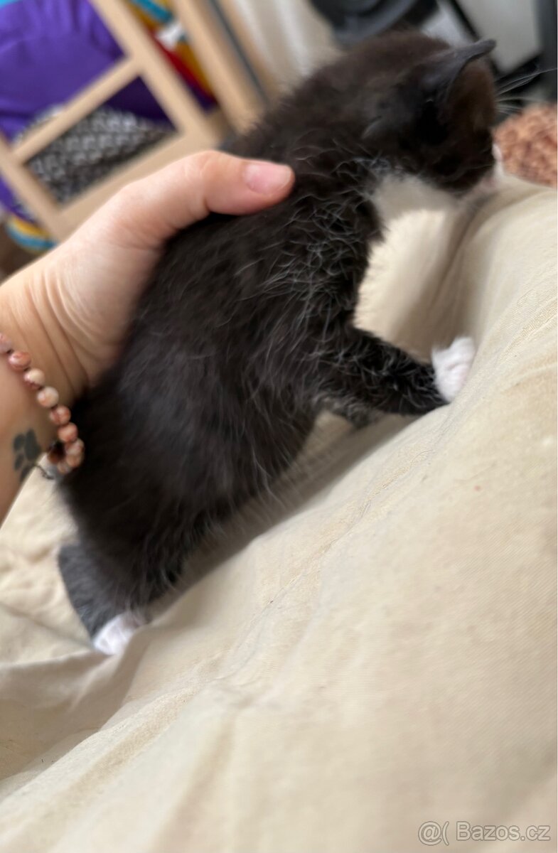 Bengálská/britská koťata - 17
