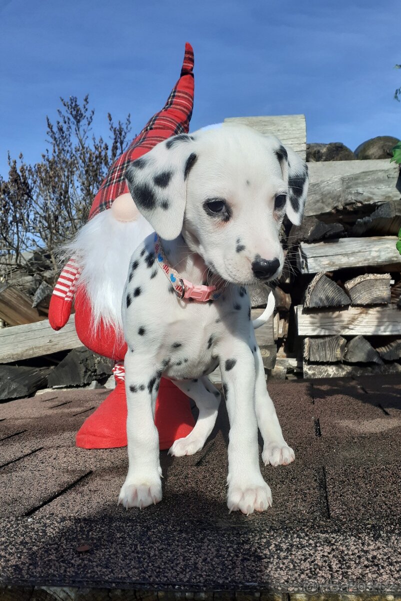 Dalmatin již k odběru - 17