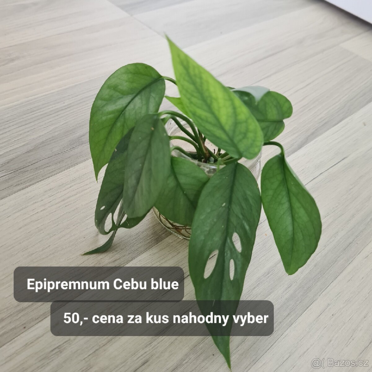 Pokojovky / pokojove rostliny - 17