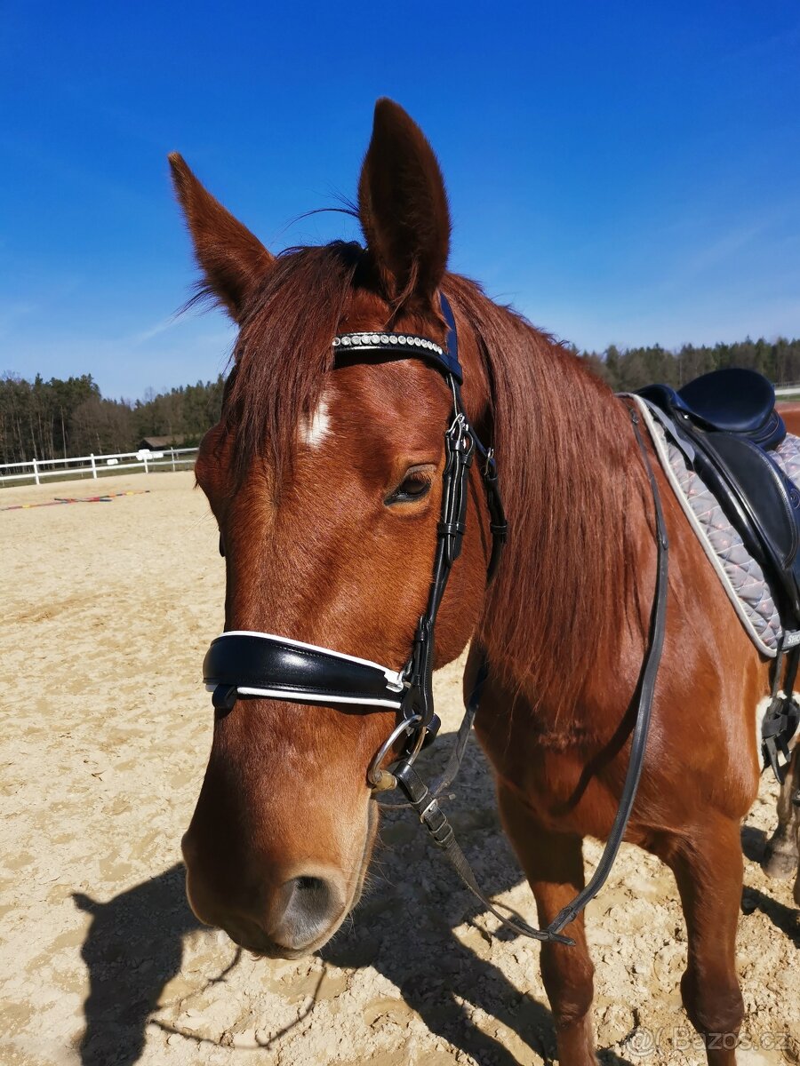 Anglická uzdečka Acavallo POESIA - 17