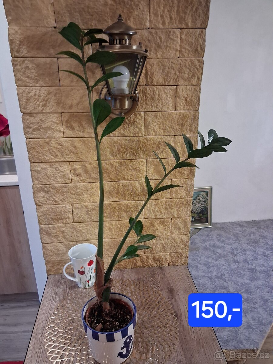 Pokojové rostliny 1 - 17