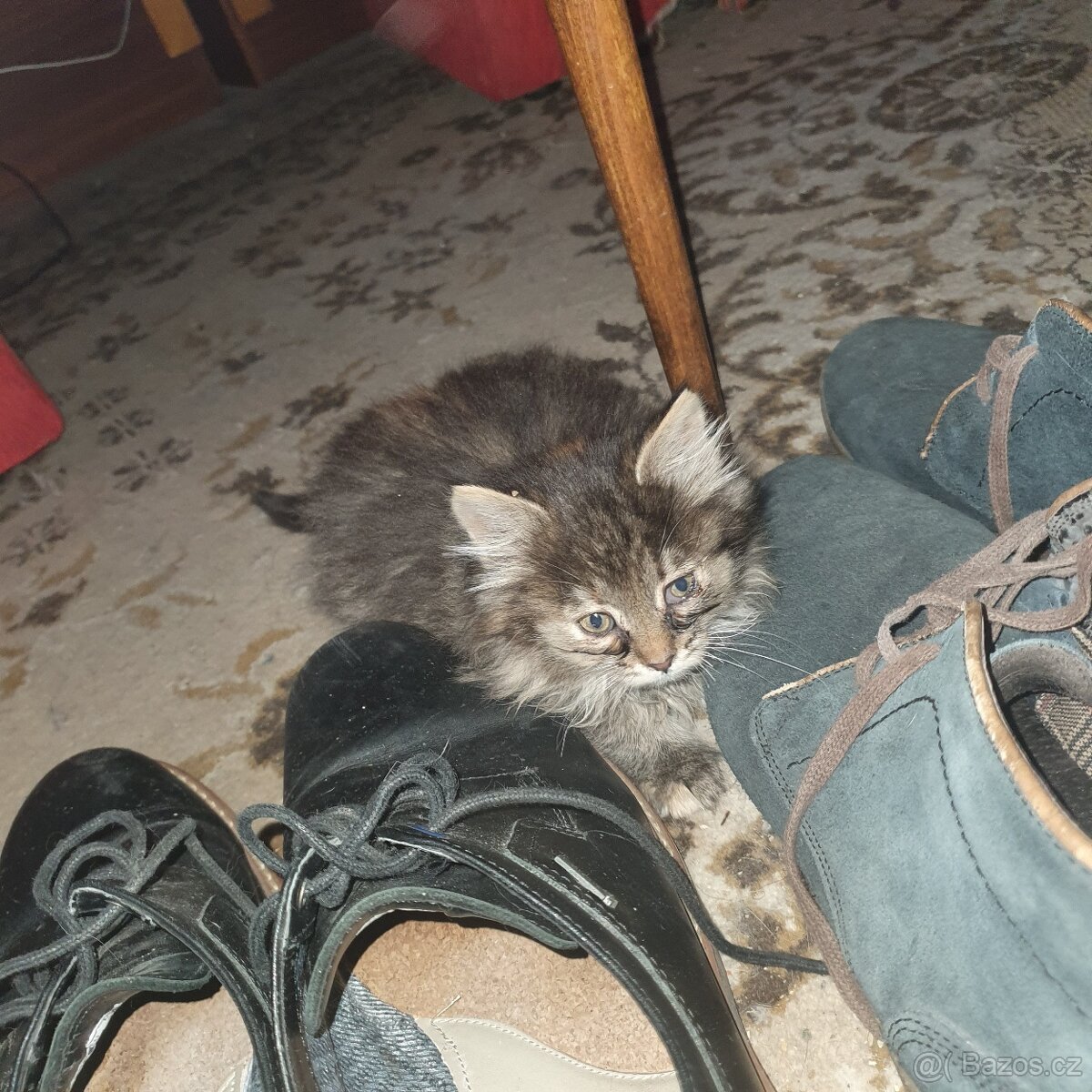 Ponukam maciatko - 17