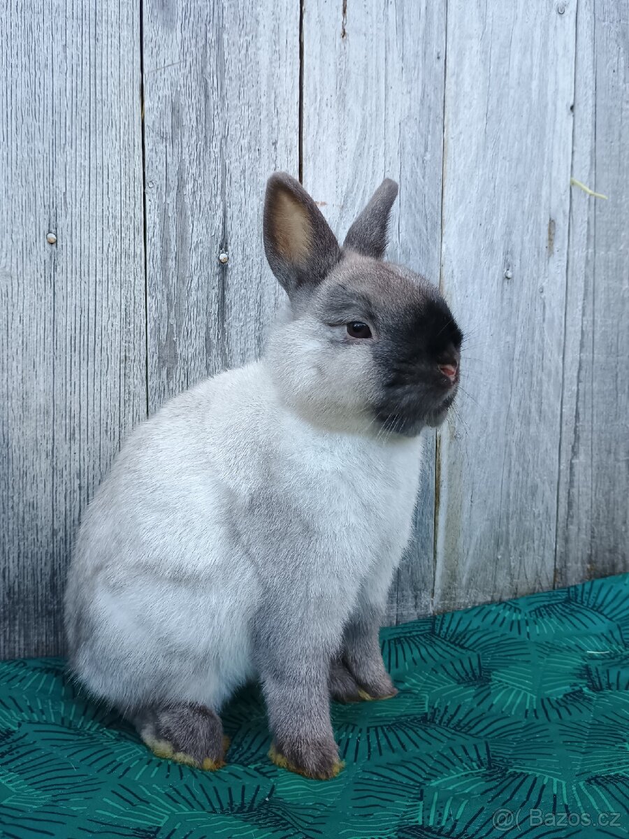 Zakrslý siamský žlutý samečci s PP - 17