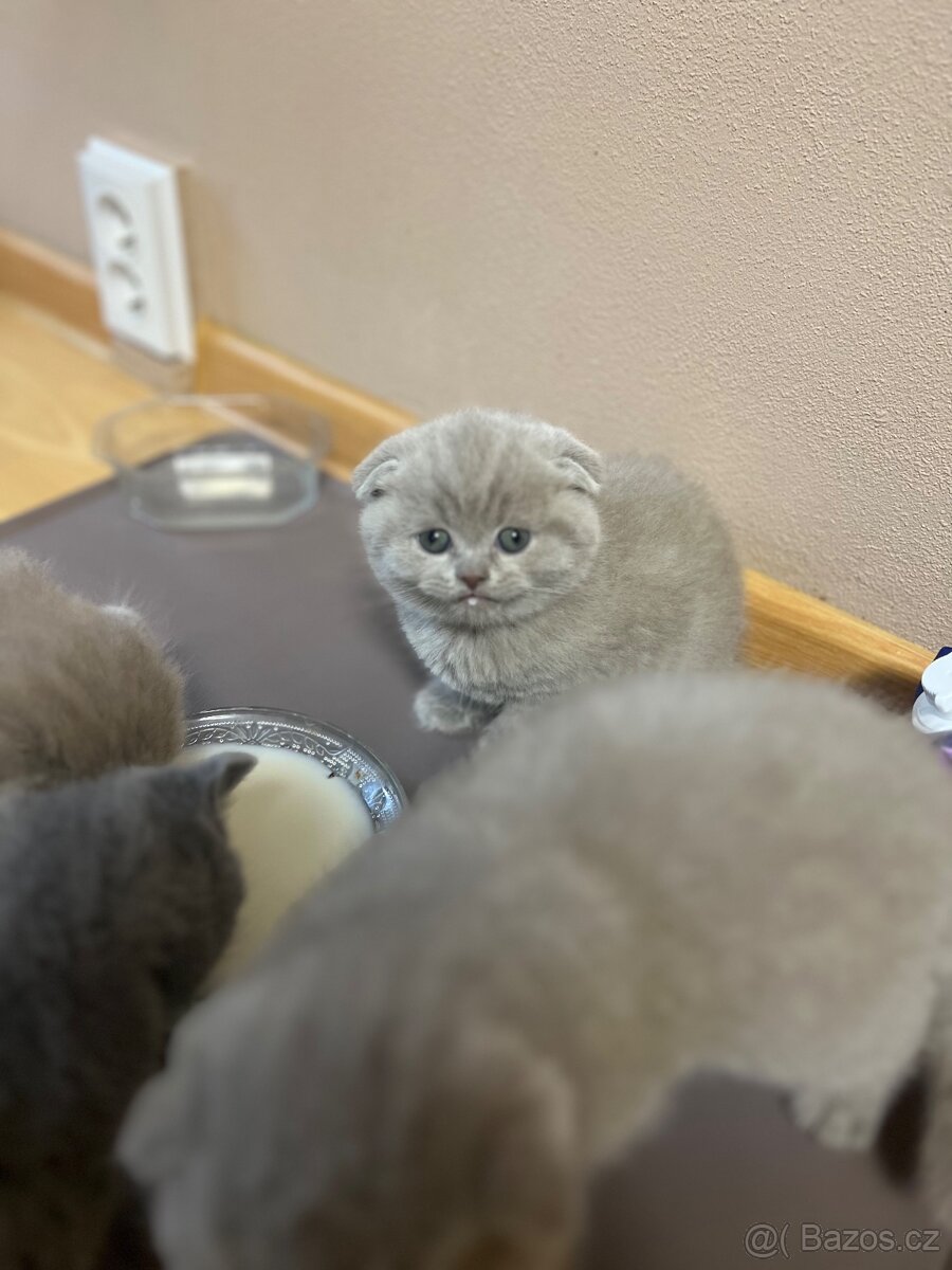 Skotská klapoucha kotatka - 17